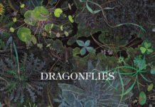 « Slower », le premier single de Dragonflies